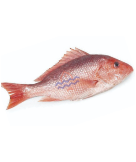 red snapper