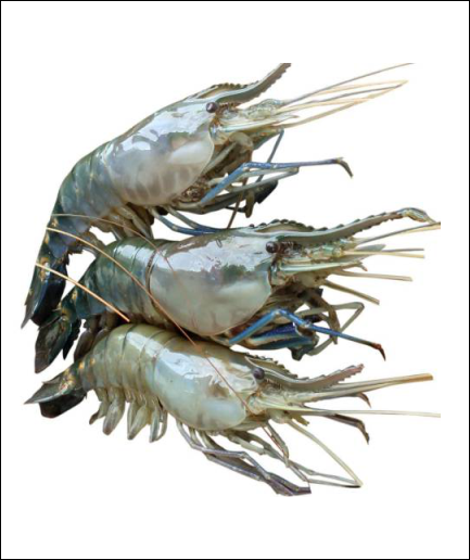 fishtokri lobsters scampi prawns